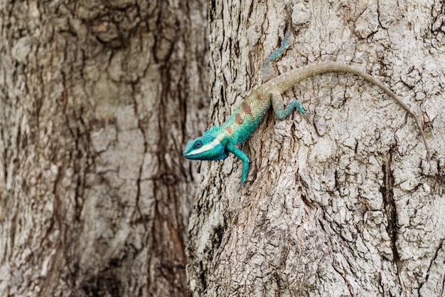 Blue chameleon in tropical area on the tree