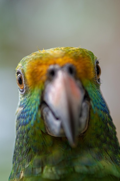 Photo blue cheeked amazon parrot amazona dufresniana