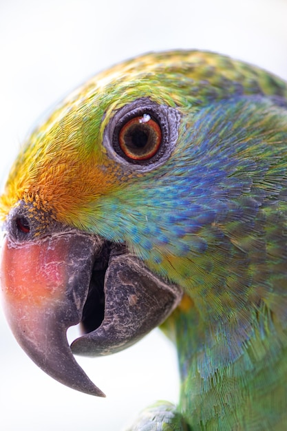 Photo blue cheeked amazon parrot amazona dufresniana