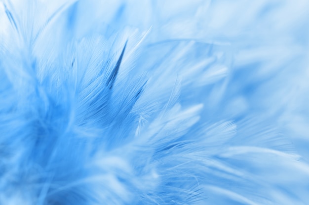 Blue chicken feathers in soft and blur style for background