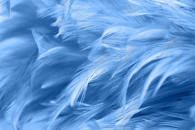 Blue chicken feathers in soft and blur style for the background