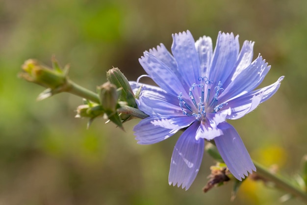 写真 野生の青いチコリの花。閉じる。 cichoriumintybus。チコリ。