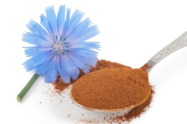 Blue chicory flower and powder of instant chicory