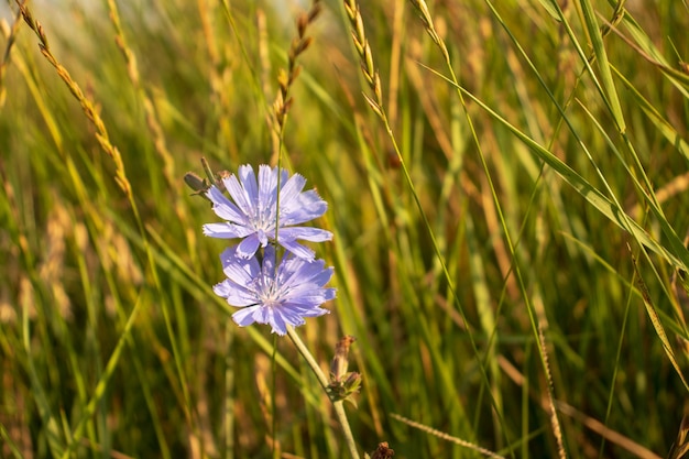 Blue Chicory Flowers, chicory wild flowers on the field. Blue flower on natural background. Flower of wild chicory endive . Cichorium intybus .