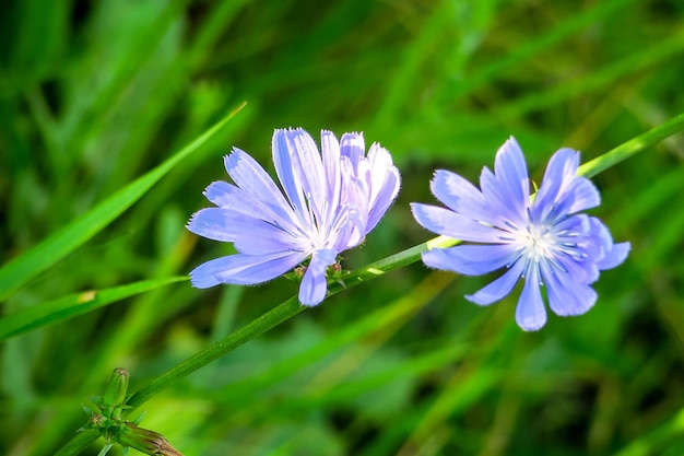 blue chicory flowers grow on a stem in a flower garden. cultivation of medicinal plants