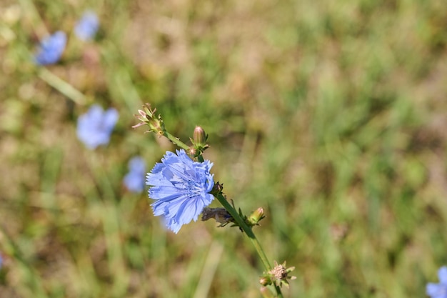 青いチコリの花