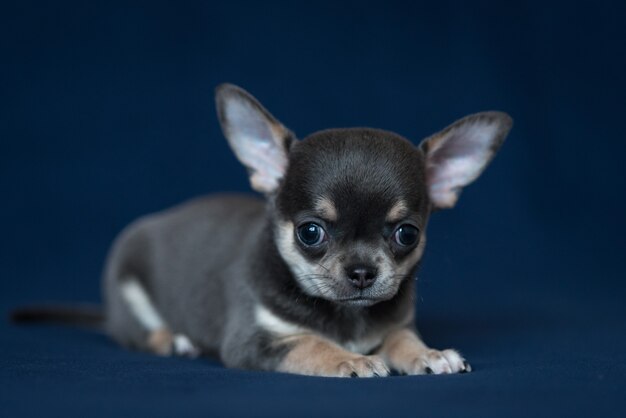 Blue Chihuahua puppy on a classic blue background.