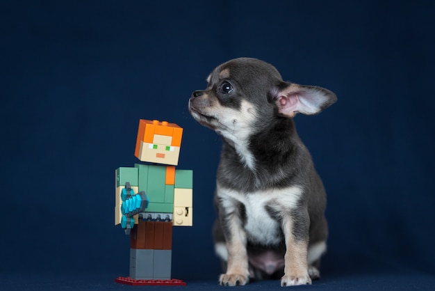 Blue Chihuahua puppy on a classic blue background.