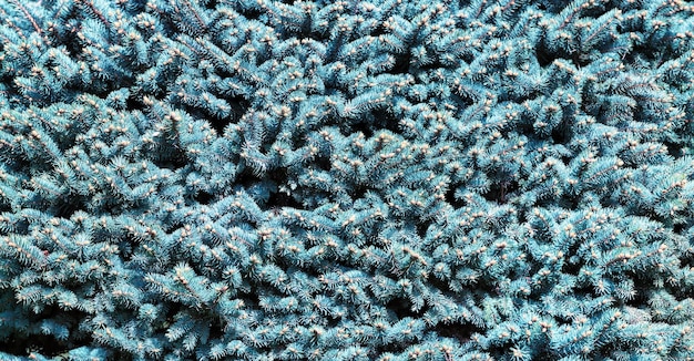 青いクリスマス ツリーの針抽象的な自然の背景テクスチャ