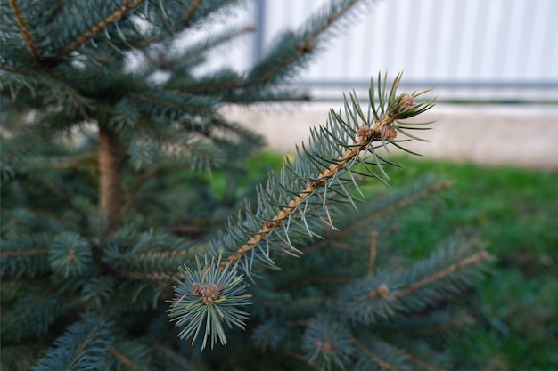 写真 青い背景の上の青いクリスマスツリー