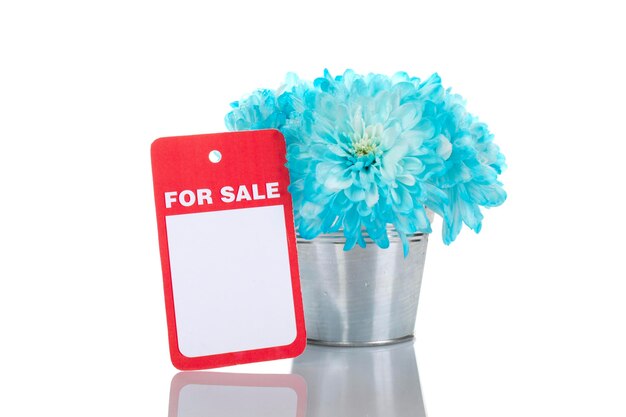 Blue chrysanthemums in a pail for sale