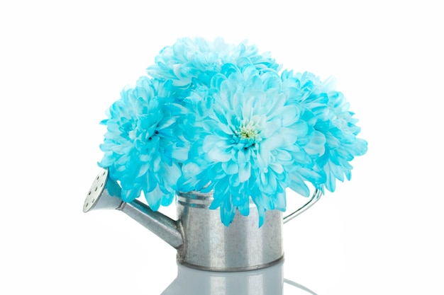 桶の中の青い菊