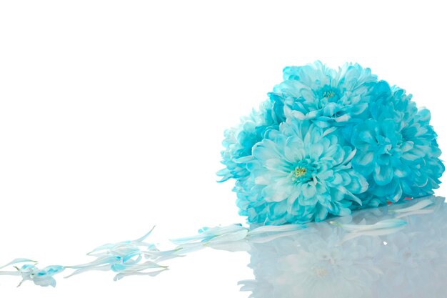 Blue chrysanthemums