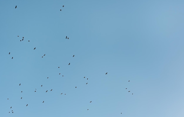 鳥の群れと青いシレウス背景