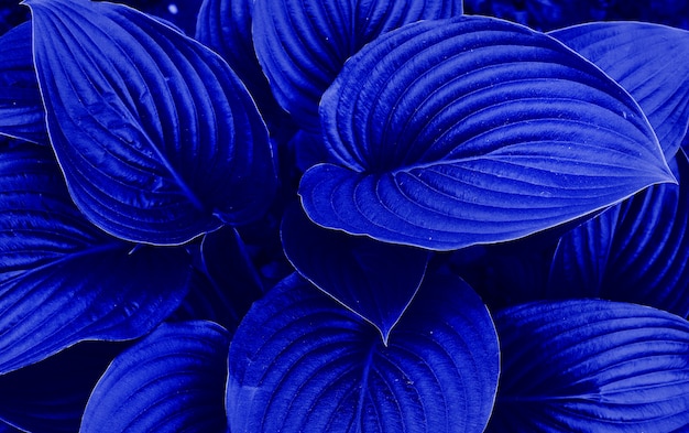 Blue color toned leafs in garden background. Close up.