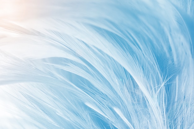 Photo blue color trends feather texture background