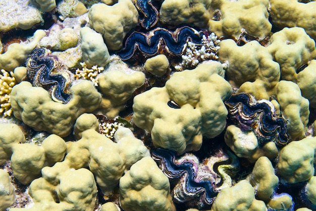 단단한 산호 수중 안에 푸른 색 Tridacna 조개
