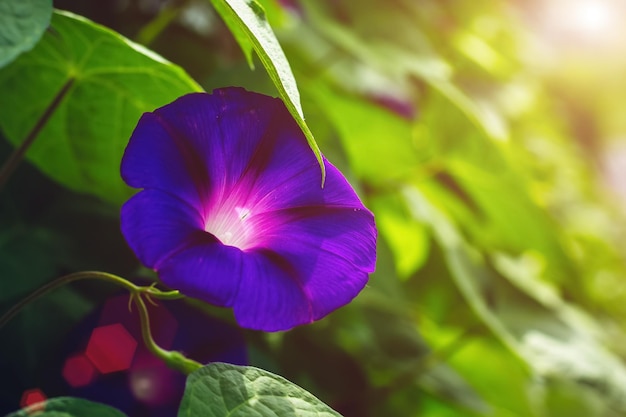 Sfondo di fiori di gloria di mattina di colore blu