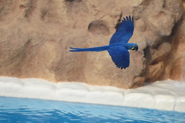 Blue colored tropical parrot bird in flight