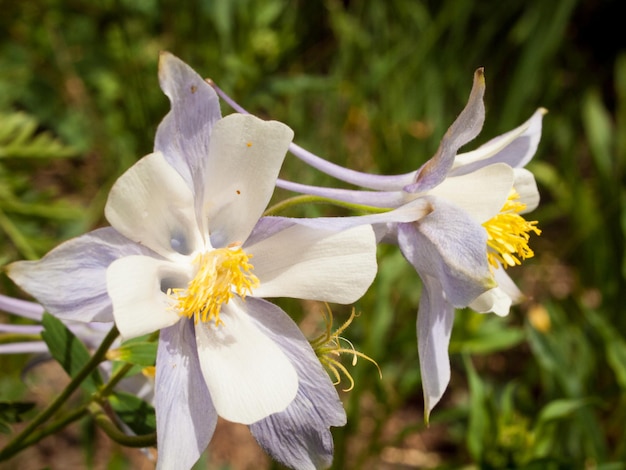 Blue columbine in the Colorado Mountains.