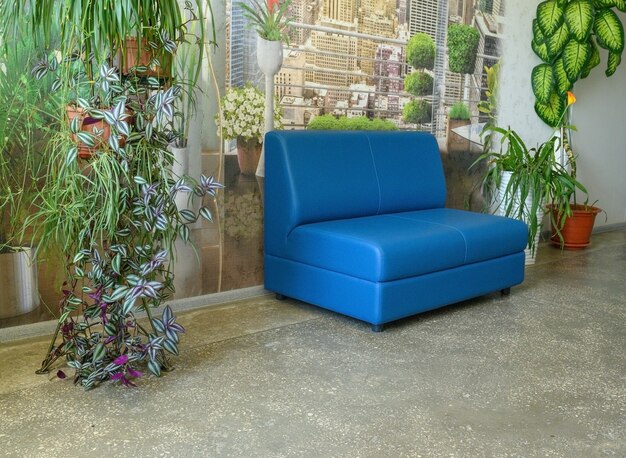 Blue comfortable modern stylish sofa in the office. Flowers in the interior of the office.