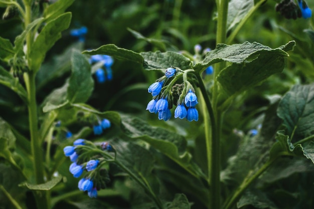 Blue comfrey flowers Quaker comfrey boneset knitbone slipperyroot in bloom