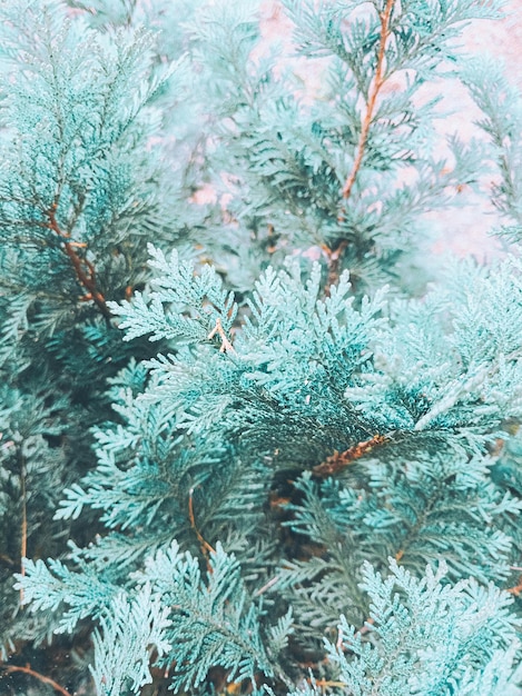 青い針葉樹の背景スタイリッシュな冬の壁紙