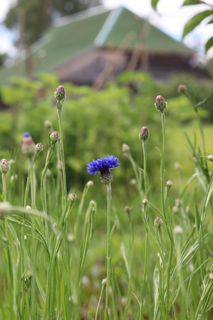 Blue cornflower against the background of village house