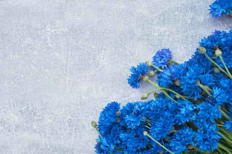 Photo 회색 배경에 파란 수레 국화 테두리