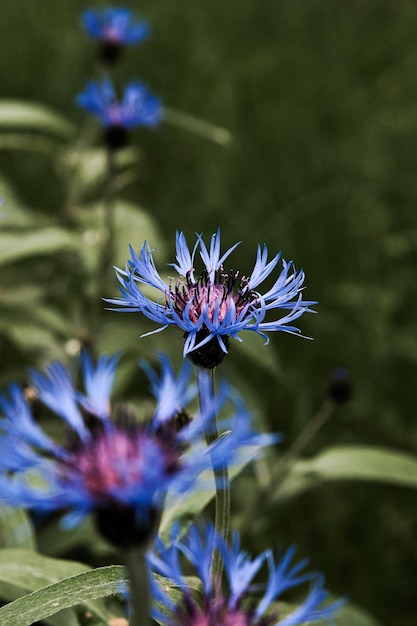 Blue cornflower flower among the grass Macro shooting