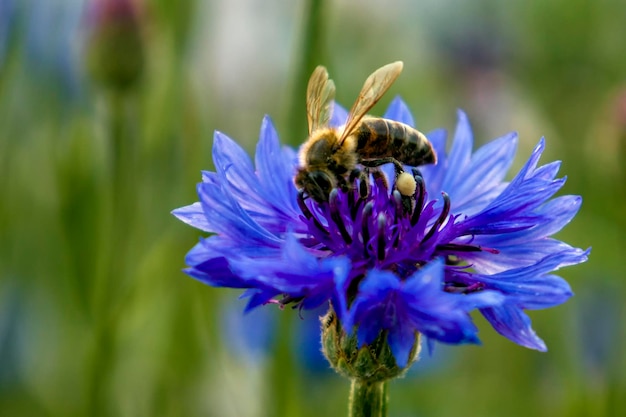 Blue cornflower flowers with a bee