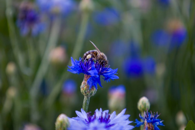 Blue cornflower flowers with a bee