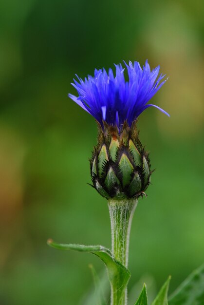 Blue cornflower green background