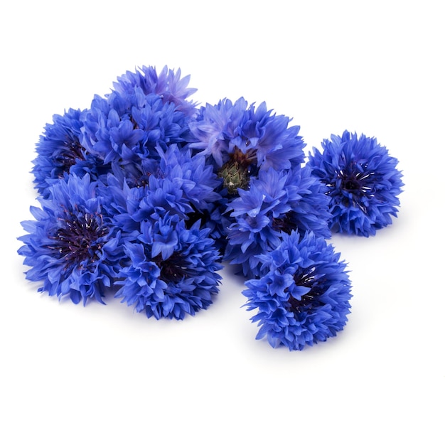 Blue Cornflower Herb or bachelor button flower heads isolated on white background cutout