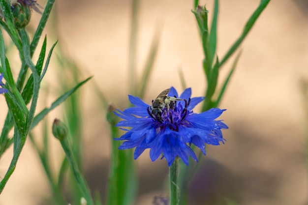풀밭에 있는 푸른 수레국화는 꽃에서 꿀을 모은다