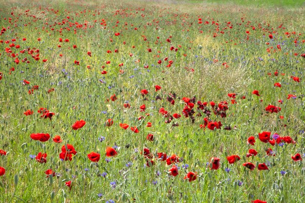 Blue cornflower and poppy field