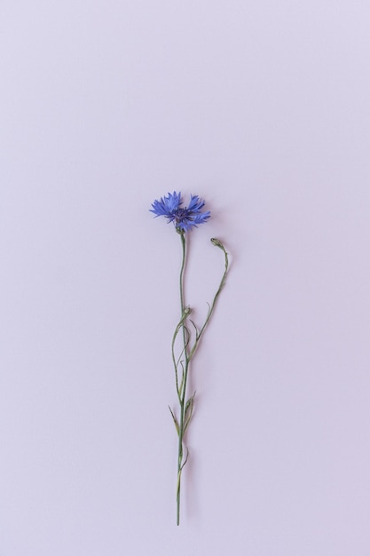 Blue cornflower on white background Minimalist flat lay top view flowers composition