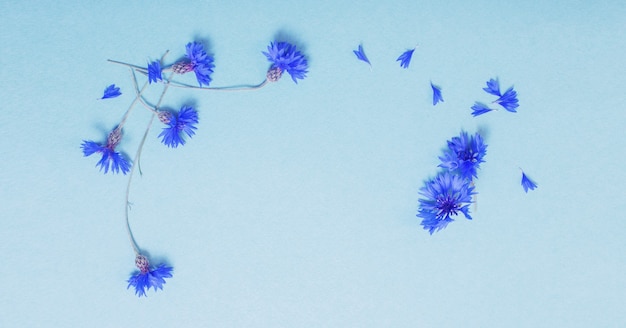 Blue cornflowers on green paper surface