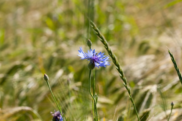 Blue cornflowers growing in an agricultural field, blue cornflowers in summer