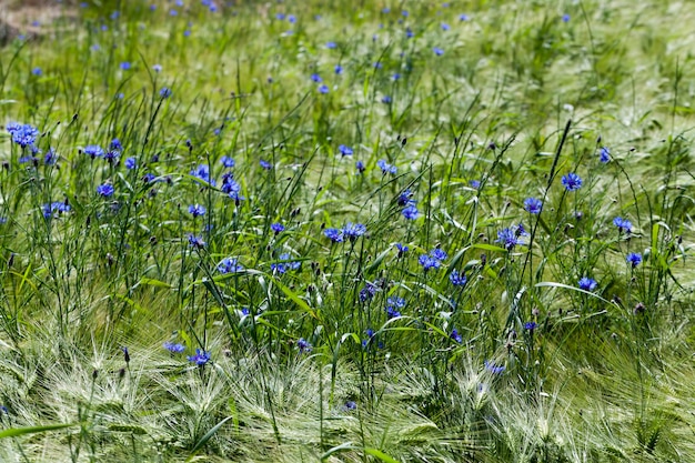 農地で育つ青いヤグルマギク、夏の青いヤグルマギク