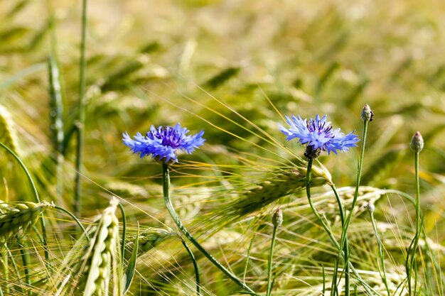 Blue cornflowers growing in an agricultural field, blue cornflowers in summer