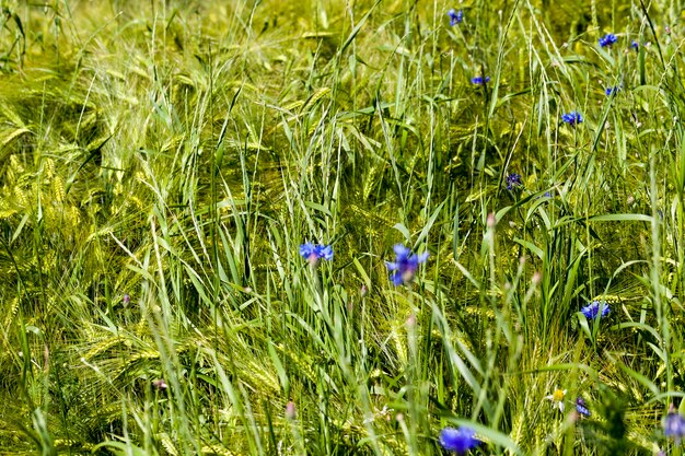 Blue cornflowers growing in summer