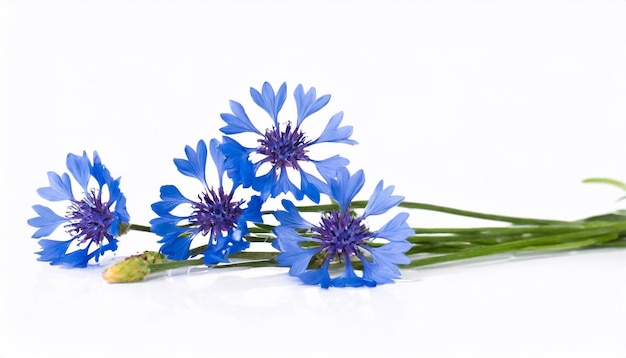 blue cornflowers isolated on white background studio photo