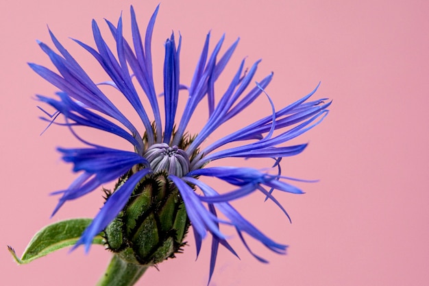 고립 된 블루 cornflowers