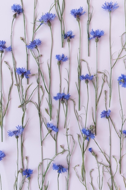 Blue cornflowers on pink background Flowers composition