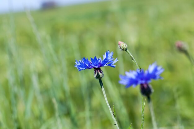 Blue cornflowers in the summer