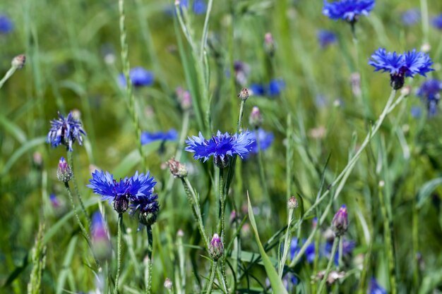 Blue cornflowers in the summer