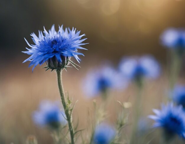 Photo a blue cornflowers