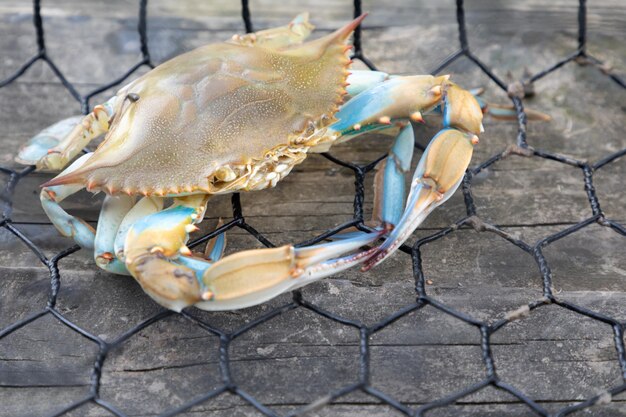 Photo blue crab caught in the net gulf of mexico