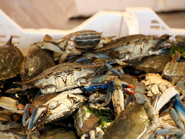 Photo blue crab fresh fish seafood at ortigia syracuse sicily fish market italy